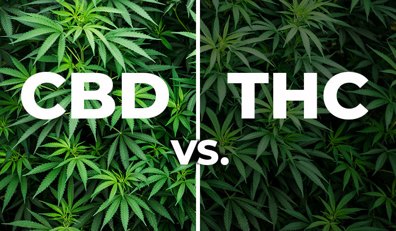 CBD vs. THC: What's the Difference?