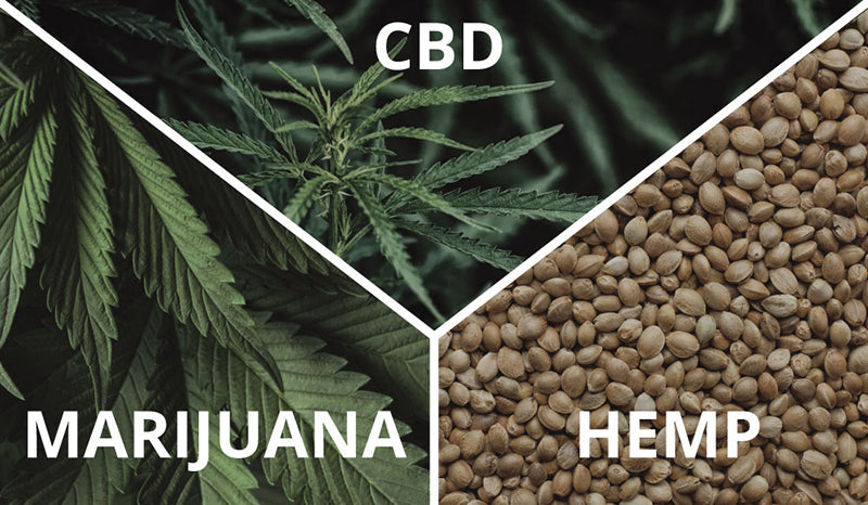 what are the differences between CBD oil, hemp seed oil, an marijuana